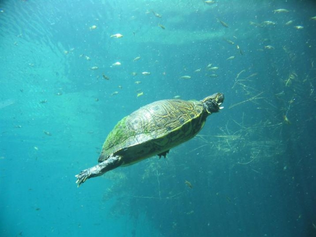  Schildkröten in der Lagune 